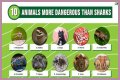 15 Animals Surprisingly More Deadly Than Sharks