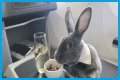 Bunny in a bow tie lives the high life flying business class with owner and being served nuts by stewardesses