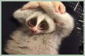 These 9 Adorable Animals Should Actually Terrify You