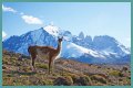 Wildlife in Patagonia: 20 Amazing Species